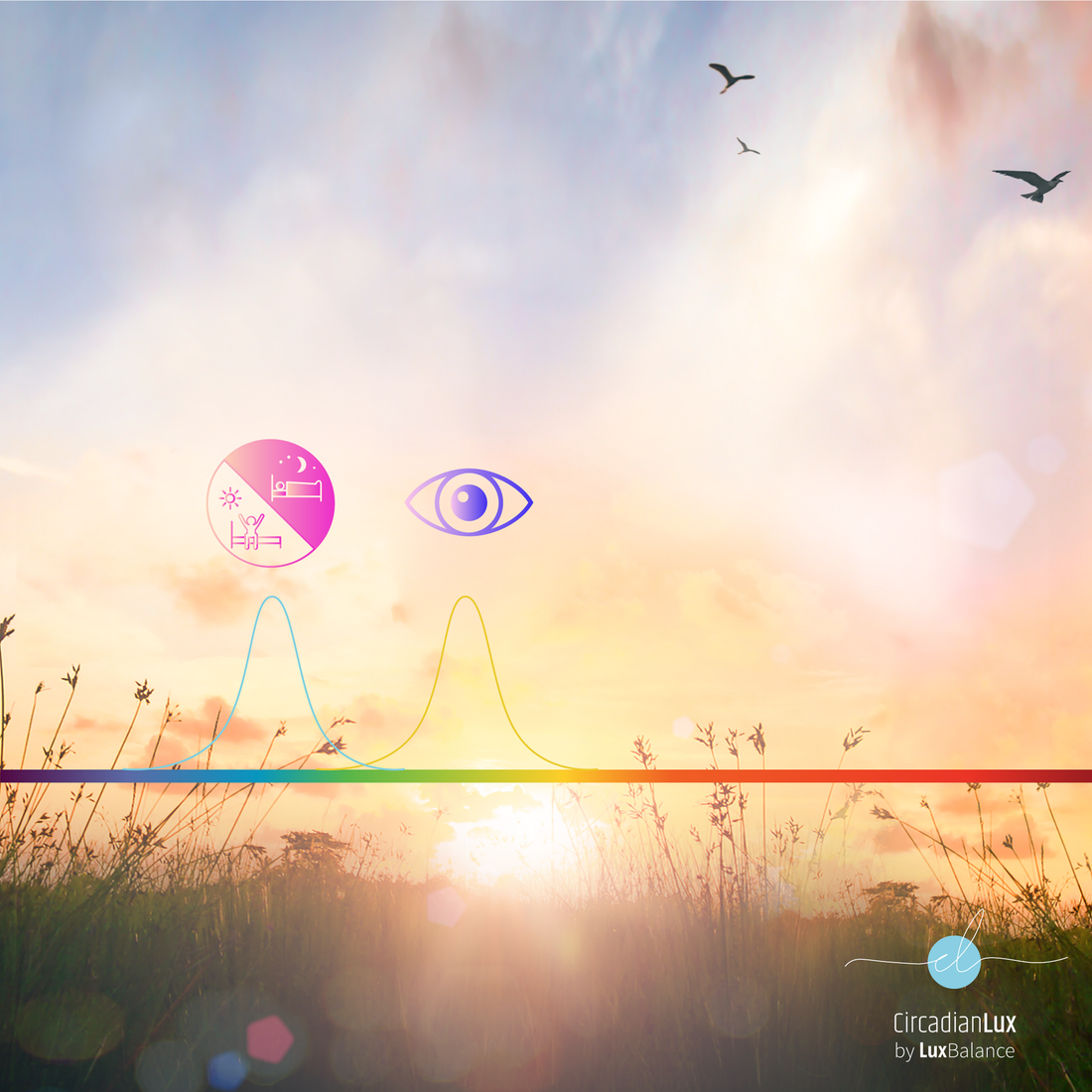 Circadian light and Visual light explained
