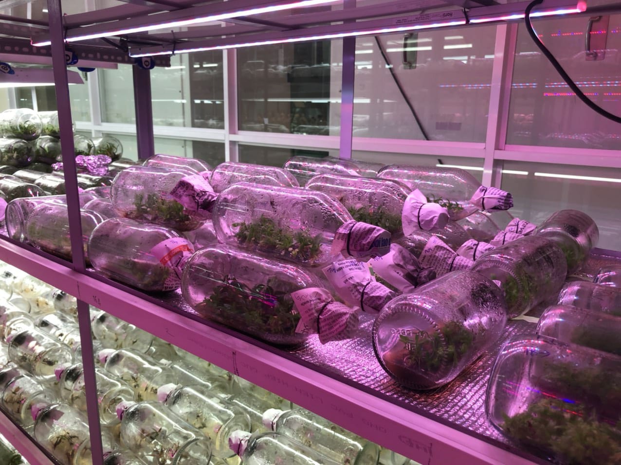Plant Tissue culture Lighting HortiPower Nurser 1 for Dendrobium