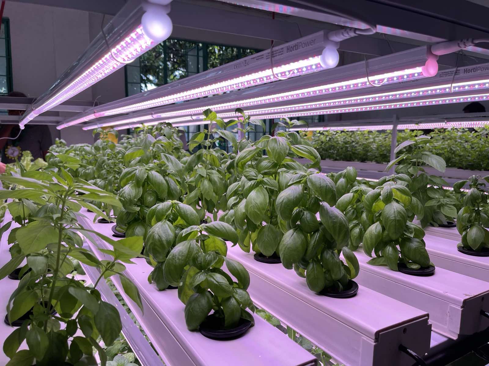 Indoor vertical farming grow lights basil hydroponic